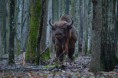 /album/galleria-fotografica/bisonte-europeo-5-jpg/